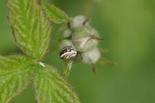 Metellina sp.