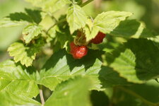 Framboisier sauvage