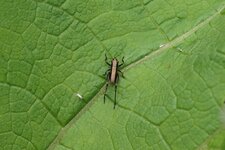 Pholidoptera griseoaptera
