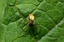 Metelina sp.