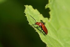 Pyrochroa serraticornis
