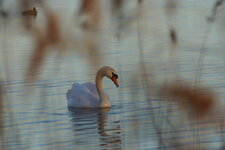 Cygne tuberculé