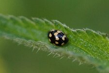Coccinelle à 14 points