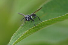 Isodontia sp. - sous réserve