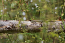 Lézard