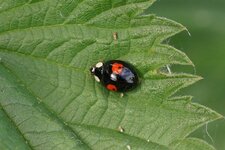 Harmonia axyridis - sous réserve