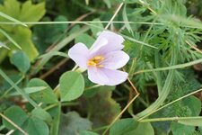 Colchique des Alpes ?