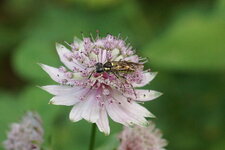 Tenthrède sp.