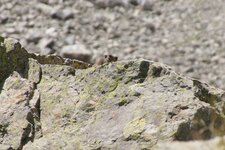 Marmotte