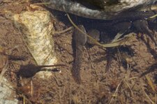 Têtards de Grenouilles rousses