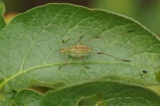 Leptophie ponctuée ?