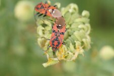 Spilostethus pandurus