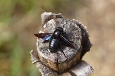 Xylocope violet