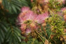 Albizia