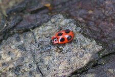 Endomychus coccineus