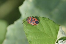 Eurydema ornata adulte