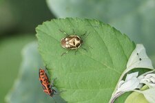 Eurydema ornata immature