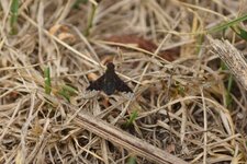 Hemipenthes morio