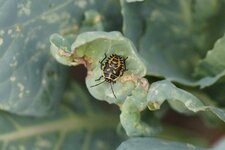 Eurydema ornata immature