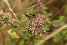Ammophila sp.