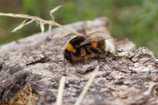 Bourdon sp.