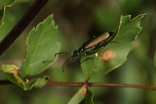 La Mouche d