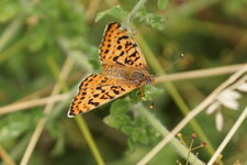 Mélitée orangée ?