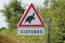 Achtung, petites tortues en danger...