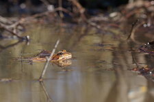 Grenouille rousse