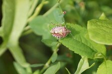 Dolycoris baccarum