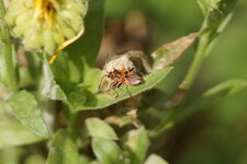 Corizus hyoscyami