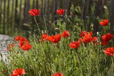 Coquelicots