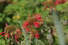 Monarde
