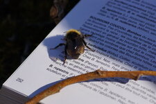 Bombus sp.