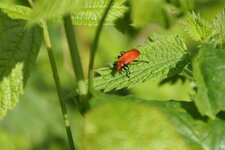 Pyrochroa serraticornis