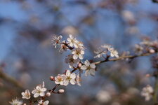 Prunellier en fleurs
