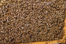 Abeilles mellifères