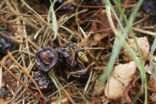 Polistes sp.