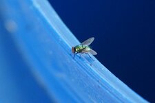 Lucilie sp.