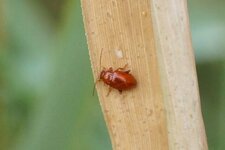 Sphaeroderma rubidium - sous réserve