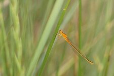 Agrion nain