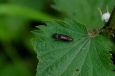 Taupin sp.