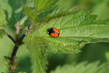 Coccinelle asiatique