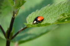 Coccinelle asiatique
