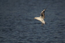 Mouette rieuse