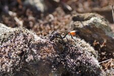 Ammophila sp.