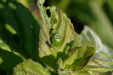 Copulation de Cassida viridis