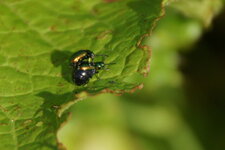 Copulation de Chrysomèles