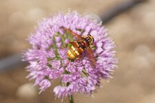Milesia crabroniformis