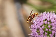 Milesia crabroniformis